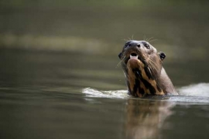 Giant-river otter,  Pteronura brasiliensis