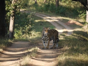Tiger by Martin Beach