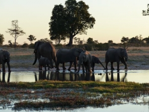 eles at waterhole