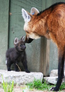 maned wolf and its pup