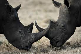 2 rhino