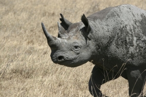 Black rhino banner