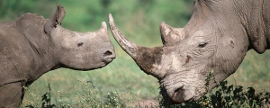 african_rhino