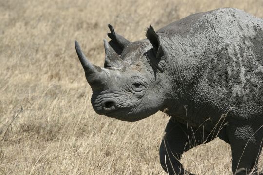 black Rhino