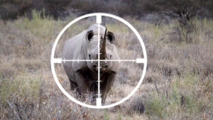 black rhino hunting