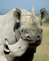 black rhino with young