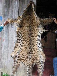 jaguar fur coat