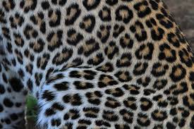 jaguar fur