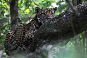 jaguar in tree