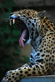 jaguar roaring