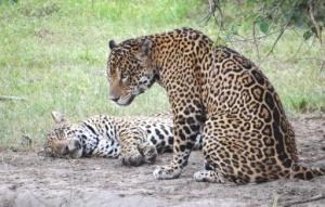 mother jaguar and her cub