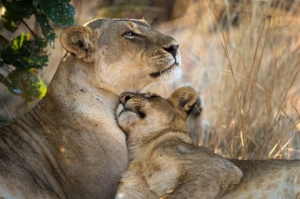 Wild lions in Zambia