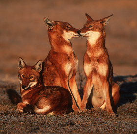 Watch wolves in Ethiopia