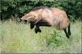 maned wolf hunting