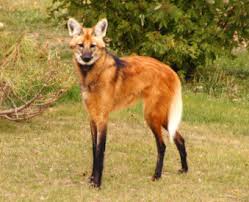 maned wolf