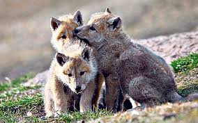 snow wolf pups