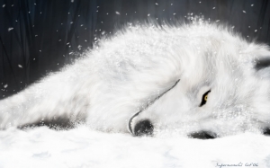 snow_wolf_on snow