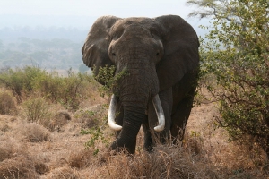 African_bull_elephant_