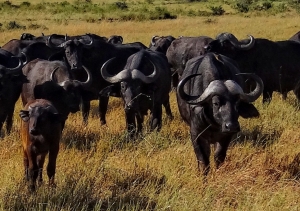 Cape Buffalo