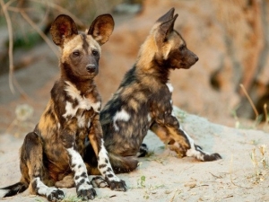 painted dog pups
