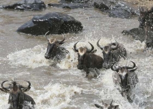 wildebeest migration