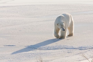 Polar bear