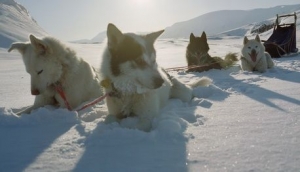 Sled Dogs Resting in Snow