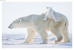 polar bear with cub