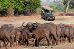 Luangwa 3