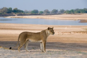 Lion Conservation