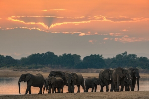 Zambia offers many exceptional opportunities to paint wildlife