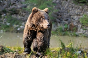 Learn about the habitat of the Brown Bear