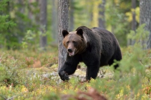 Bear walking in the woods