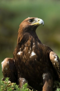 Golden Eagle