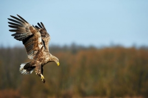 White-tailed eagle