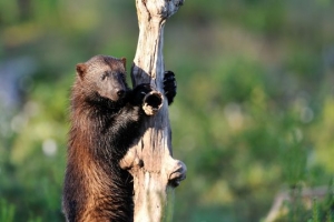 Wolverine climb up a tree