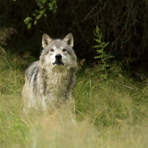 Grey wolf iStock_000014487330_Medium