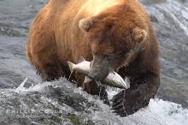Brown Bear in its natural habitat