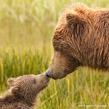 Watch bears in Finland and see how these unique animals live