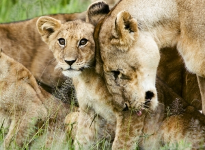 The population of Lions in Africa is under threat