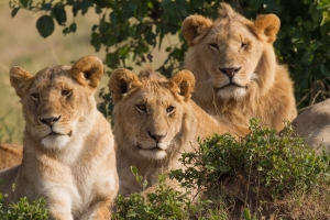 Efforts are being made in Africa to protect the lion population