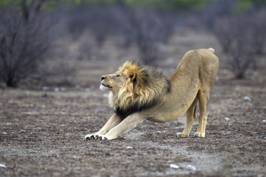 Born Free has a lasting legacy on lion conservation