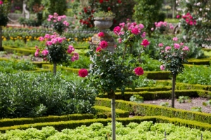 Gardens and Chateau de Villandry in Loire Valley in France