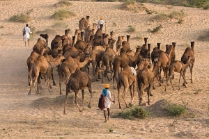 Pushkar Fair ( Pushkar Camel Mela ) Rajasthan, India
