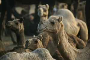 Camel market