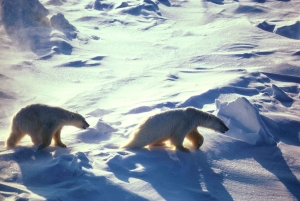 1280px-polar_bears