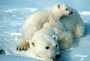 cute-polar-bear-polar-bears-35634918-3791-2567