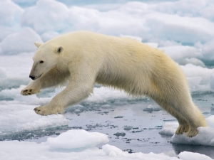 polar-bear-jumping